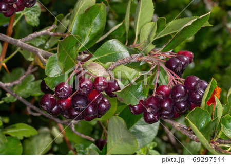 brush black fruited rowan brush black fruited rowan 69297544