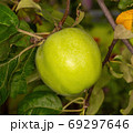 green apple branch 69297646