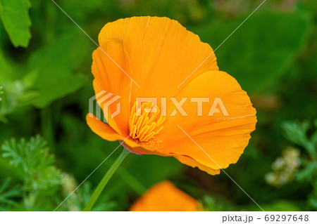 orange mac macro photo 69297648