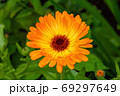 orange camomile flower bed 69297649