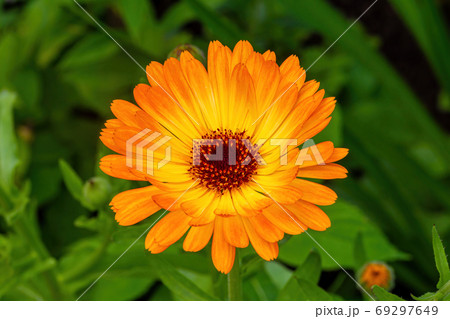 orange camomile flower bed 69297649