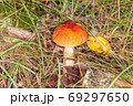 Red boletus in its natural environment 69297650