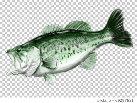 ブラックバス_D手描き_文字無し 69297651