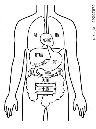 Human organs sketch stock vector. Illustration of medicine - 110378797