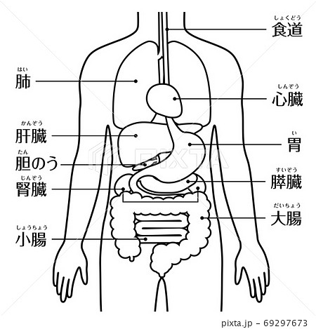 人間の身体 臓器 内臓 文字あり線画のイラスト素材 69297673 Pixta