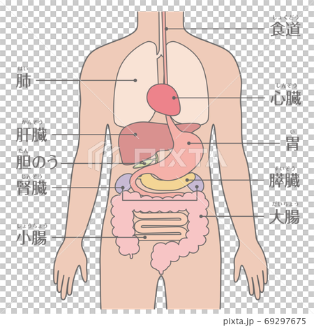人間の身体（臓器・内臓）文字あり 69297675
