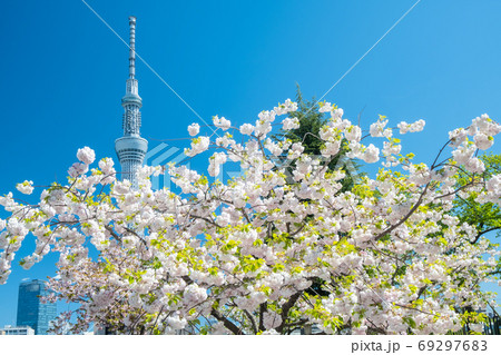 4月東京 東京スカイツリーと隅田公園の八重桜の写真素材