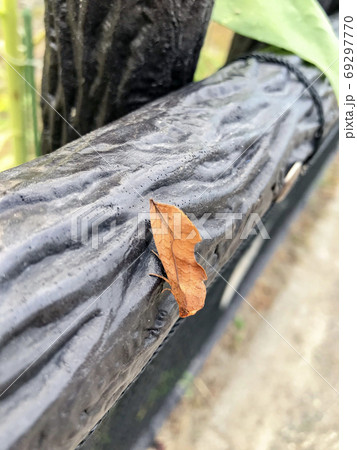 アカエグリバ アカエグリバ 69297770