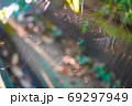 蜘蛛の巣を張る蜘蛛(寄り) 69297949