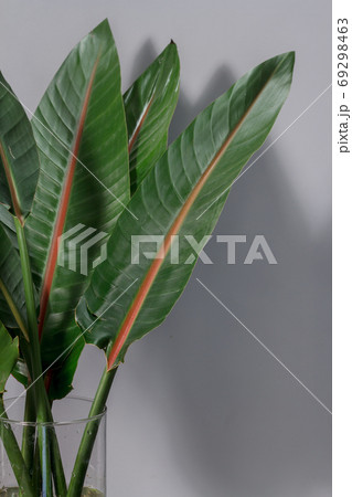 Green strelitzia leaves in glass vase on gray background. Strelitzia retinae foliage. Bird of paradise foliage. Heliconia leaf 69298463
