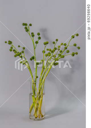 Green european bur reed or Sparganium emersum in glass vase on gray background, selective focus Green european bur reed or Sparganium emersum in glass vase on gray background, selective focus 69298640