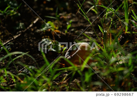 木から落ちた柿 69298667