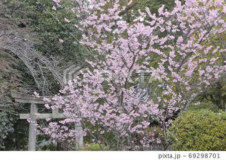 百萬遍知恩寺　ふじ桜（富士桜） 69298701