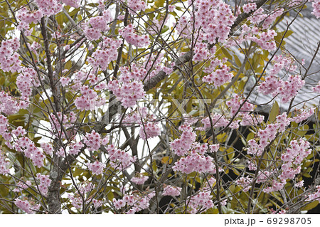 百萬遍知恩寺　ふじ桜（富士桜） 69298705