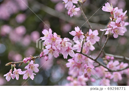 百万遍知恩寺 オカメ桜(阿亀桜) 百万遍知恩寺 オカメ桜(阿亀桜) 69298771