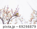 河津桜とメジロ 69298879