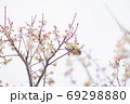 河津桜とメジロ 69298880