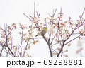 河津桜とメジロ 69298881