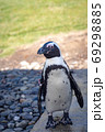 水族館のペンギン 69298885
