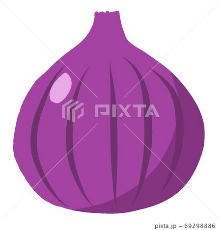 紫玉ねぎのイラスト素材