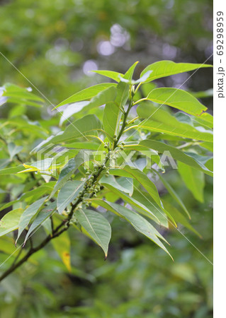 アオモジの花の蕾 アオモジの花の蕾 69298959