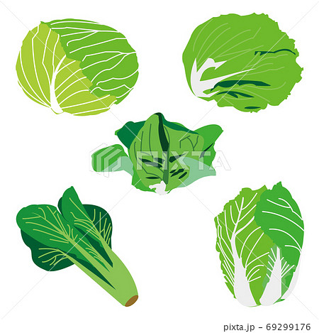 葉茎野菜5種のイラスト素材