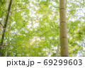 竹林の写真　明るい感じ 69299603