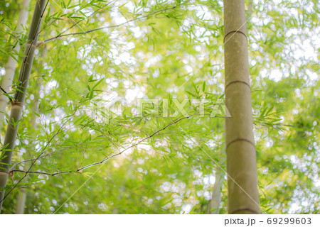 竹林の写真　明るい感じ 69299603