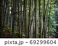 竹林の写真　暗い感じ 69299604