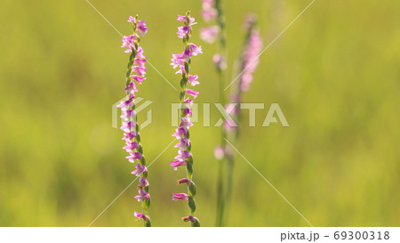 ネジバナ 69300318