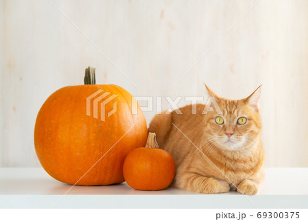 猫と大きなオレンジ色のかぼちゃの写真素材