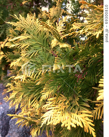 クリスマス色に染まる植物 クリスマス色に染まる植物 69300810