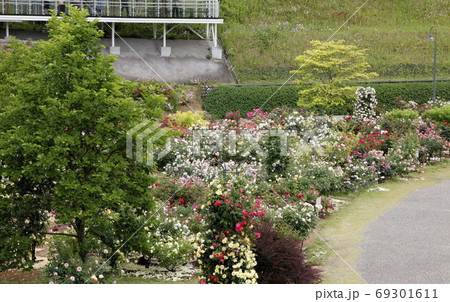 初夏のバラガーデン　(可児花フェスタ記念公園) 69301611