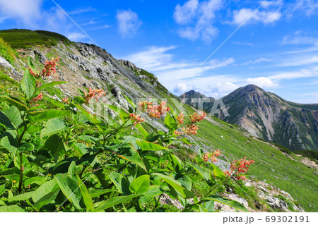 オンタデ 高山植物 北アルプス オンタデ 高山植物 北アルプス 69302191