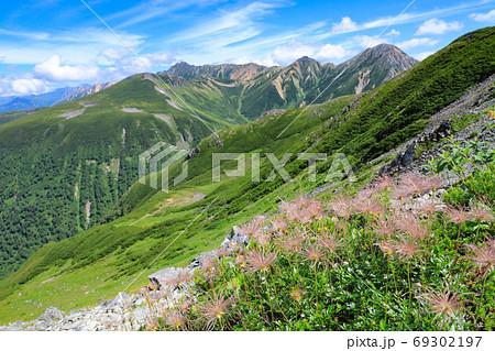 風になびくチングルマ 高山植物 北アルプス 風になびくチングルマ 高山植物 北アルプス 69302197