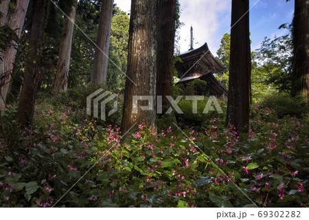 岩湧寺の秋海棠 岩湧寺の秋海棠 69302282