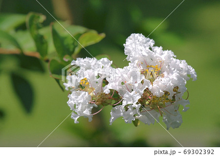 サルスベリ　 69302392