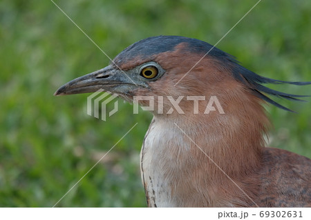 ゴイサギ 五位鷺 ごいさぎ 69302631