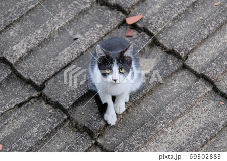 猫 ねこ ネコ 69302883