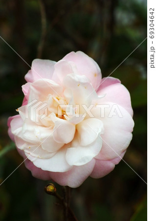 花 フラワー お花 69304642