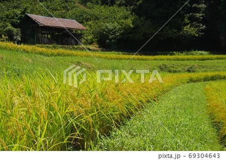 黄金色の棚田の風景　奈良県五條市 69304643