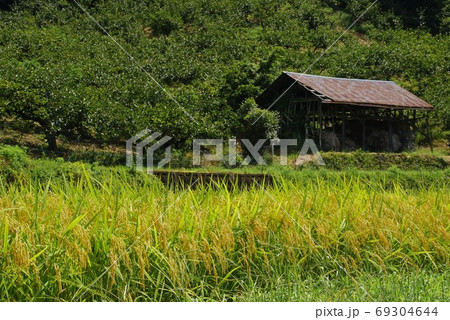 黄金色の棚田の風景　奈良県五條市 69304644