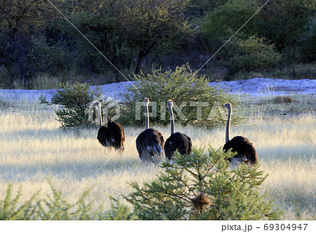 Ostriches are moving along the savannah 69304947