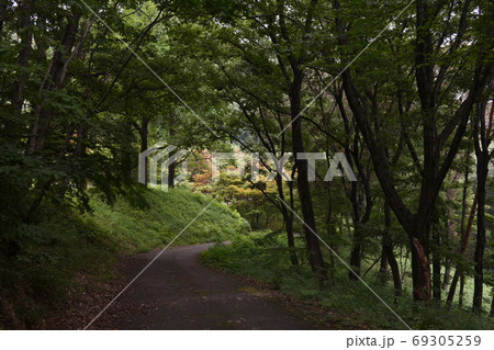 公園に現れた木々のトンネル 公園に現れた木々のトンネル 69305259