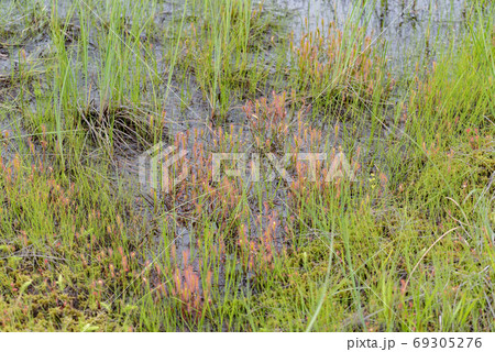 ナガバノモウセンゴケ ナガバノモウセンゴケ 69305276