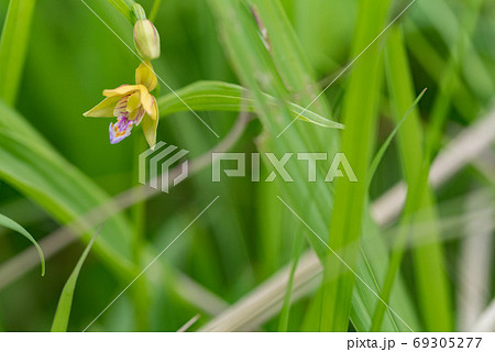 カキラン 69305277