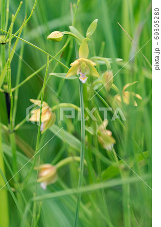 カキラン 69305280