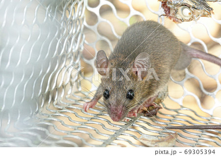 Rat in cage mousetrap catch at home. 69305394