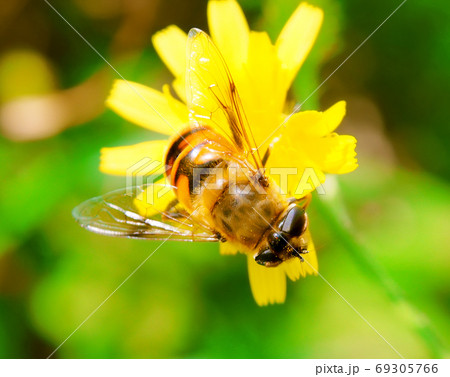 顔に花粉をつけたハナアブ 69305766