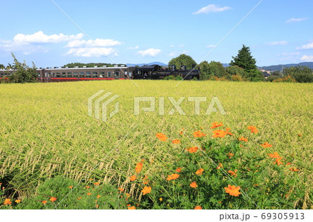 真岡鐵道「キバナコスモス咲く晩夏の田園風景とSL」 真岡鐵道「キバナコスモス咲く晩夏の田園風景とSL」 69305913